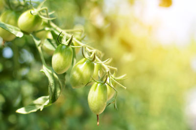 Close-up of green tomatoes growing on plant