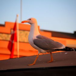 Close-up of seagull perching on wall