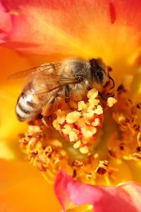 Close-up of bee on yellow flower