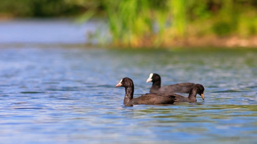 Ducks in a lake