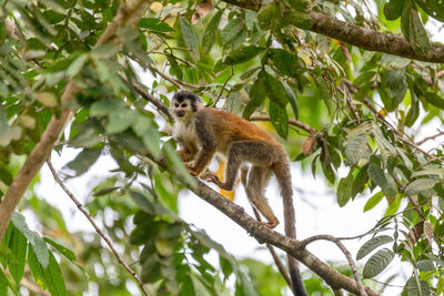 Low angle view of monkey on tree