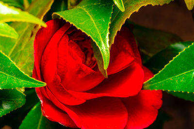 Close-up of red rose flower