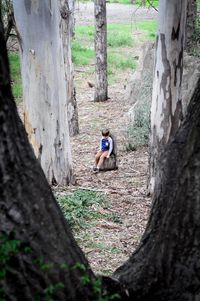 Animal on tree trunk in forest