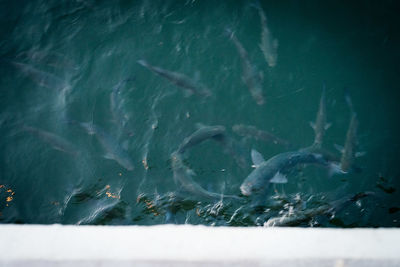 Fish swimming in sea