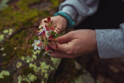 Close-up of hand holding flowering plant