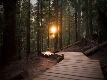 Footpath amidst trees in forest