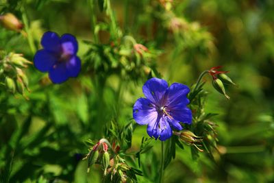 Close-up of purple flowering plants