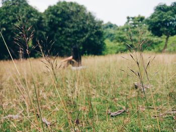 Close-up of plants on field