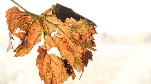 Close-up of dry maple leaves against sky