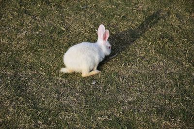 A white rabbit in park