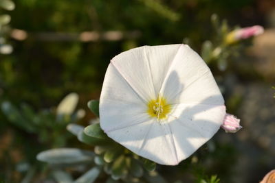 Close-up of white flowers blooming outdoors