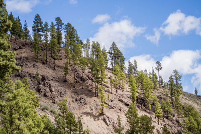 Panoramic view of trees on landscape against sky