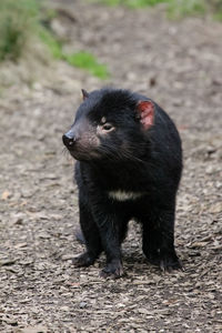 Tasmanian devil looking away while standing on land