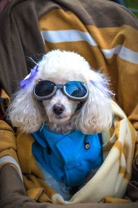 Portrait of dog wearing sunglasses