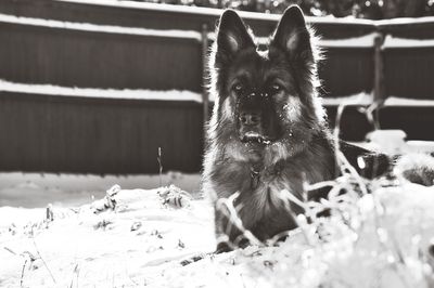 German shepherd on snow covered field