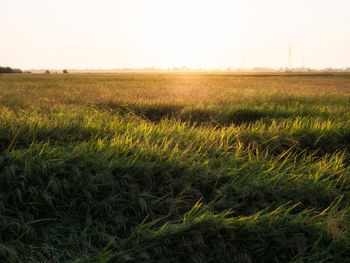 Scenic view of wheat field against clear sky