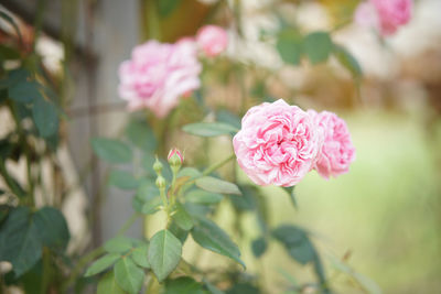 Close-up of pink rose