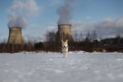 Dog in snow