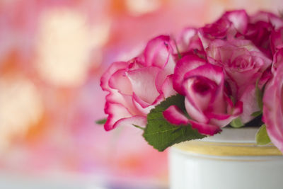 Close-up of pink rose