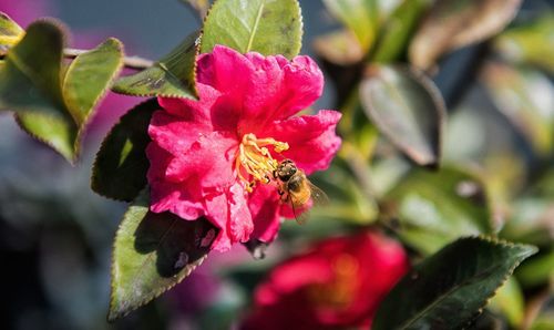 Close-up of pink flower