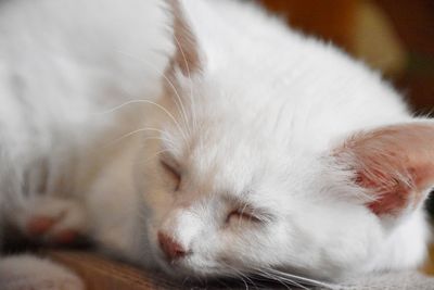 Close-up of a white cat sleeping 