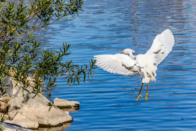 Close-up of birds in lake