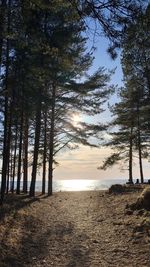 Scenic view of forest against sky