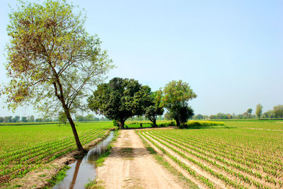 Scenic view of agricultural field against clear sky