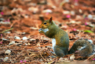 Close-up of squirrel on field