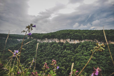 Mountain view, stones, rocks, plants