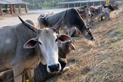 A group of cow resting in a field in village kumrokhali, west bengal, india