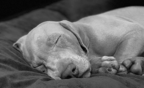 Close-up of weimaraner puppy sleeping