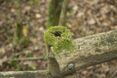 Close-up of plant against tree