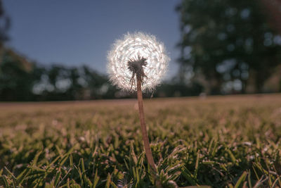 Close-up of dandelion on field against sky