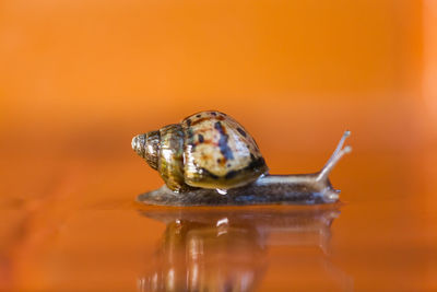 Close-up of a turtle