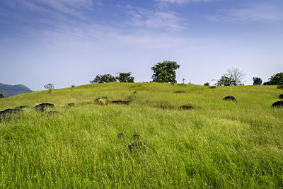 Lush green outfield on a hill top.