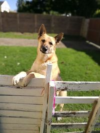 Portrait of dog rearing on gate in backyard