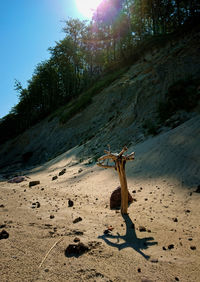 Dead tree on sand against sky