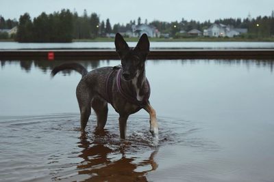Dog standing on lakeshore