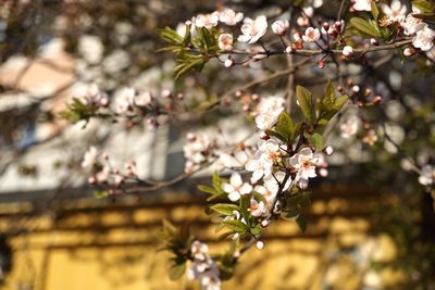 Close-up of flowers on tree