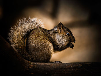 Close-up of squirrel sitting on wood
