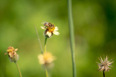 Close-up of bee pollinating on flower