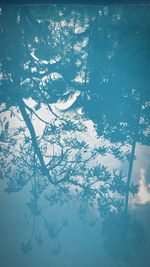 Low angle view of tree against sky