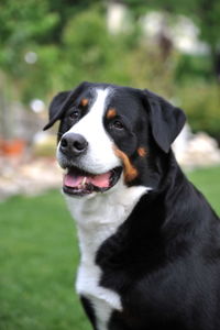 Close-up portrait of dog