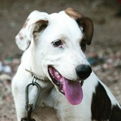 Close-up of a dog looking away