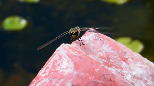 Close-up of fly on leaf