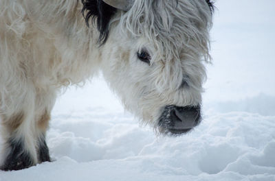 Close-up of dog on snow field