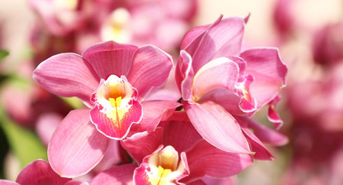 Close-up of pink flowering plant