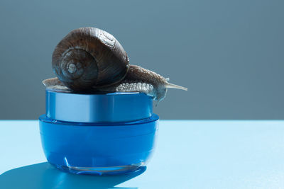 Close-up of snail against blue background