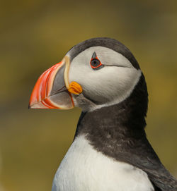 Close-up of bird